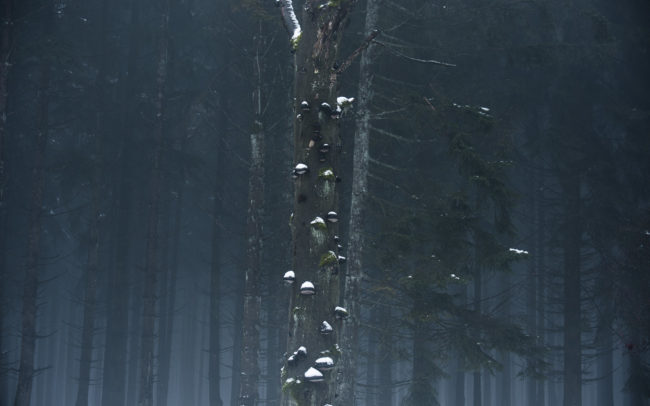 Frédéric-Demeuse-Photography-Hautes-Fagnes-Winter-Belgium-5