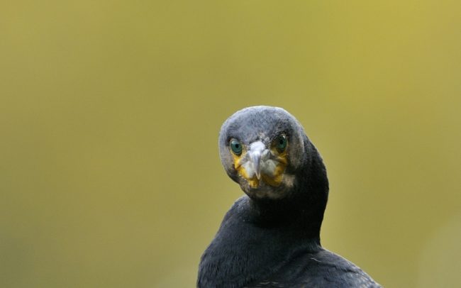 Frédéric-Demeuse-wildlife-photographer-Cormorant