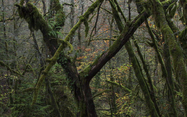 Frédéric-Demeuse-photography-Primeval-forest-Jura-Foret-primaire-France