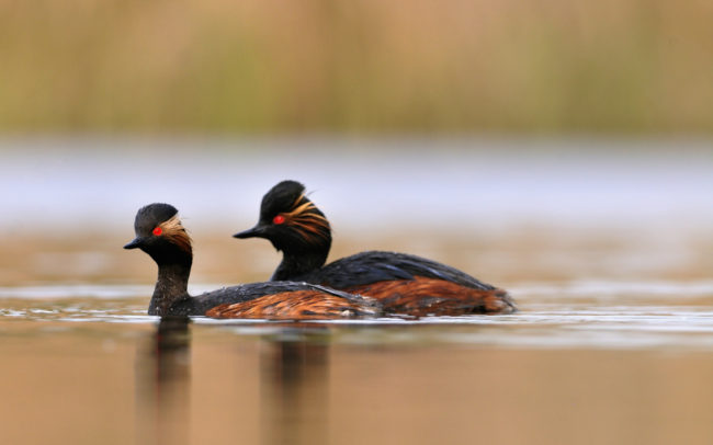 Frédéric-Demeuse-wildlife-photographer-grèbes-à-cou-noir-Hologne-sur-Geer