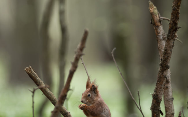 Frédéric-Demeuse-Forest-photography-Foret-de-Bialowieza