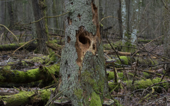 Frédéric-Demeuse-Forest-photography-Foret-de-Bialowieza-Mars-5