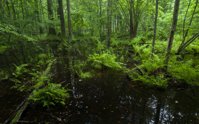 Frédéric-Demeuse-Forest-photography-Foret-de-Bialowieza-Mars copie