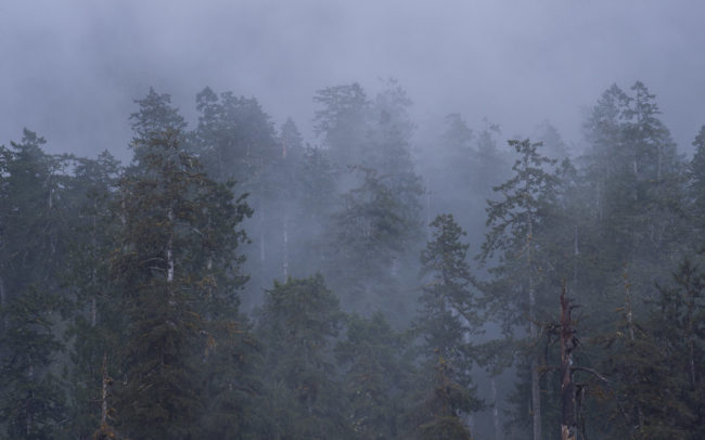 Frédéric-Demeuse-Forest-photography-Quinault-temperate-rainforest