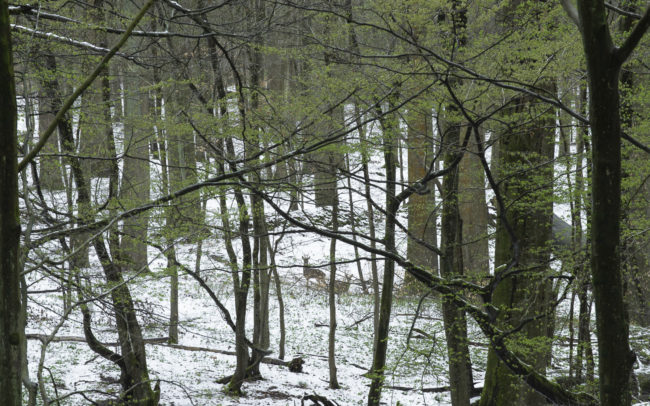 Frédéric-Demeuse-forest-photography-foret-de-soignes-31