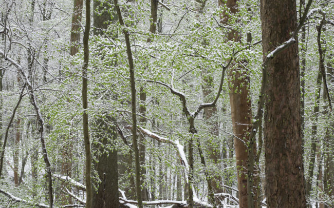 Frédéric-Demeuse-Forest-photography-Foret-de-Soignes-Mars-Unesco-site