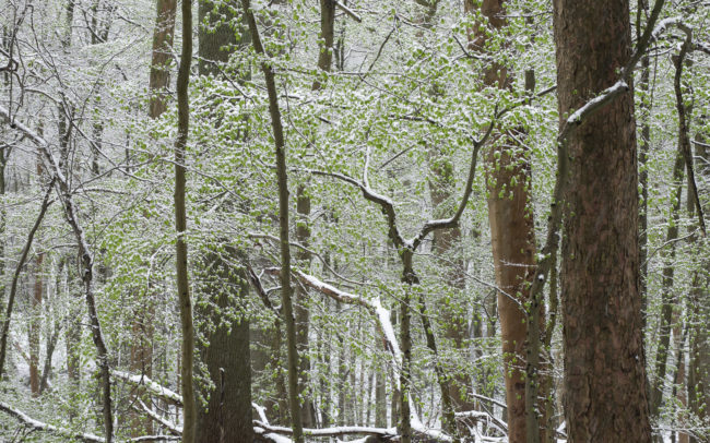 Frédéric-Demeuse-Forest-photography-Foret-de-Soignes-Mars-Unesco-site