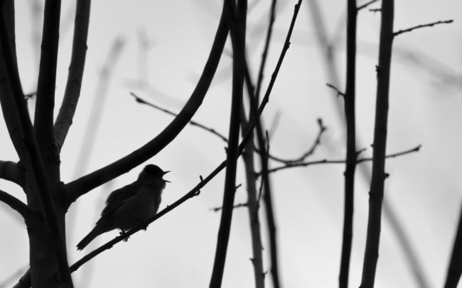 Frédéric-Demeuse-Forest-photography-blackcap-fauvette-a-tete-noire