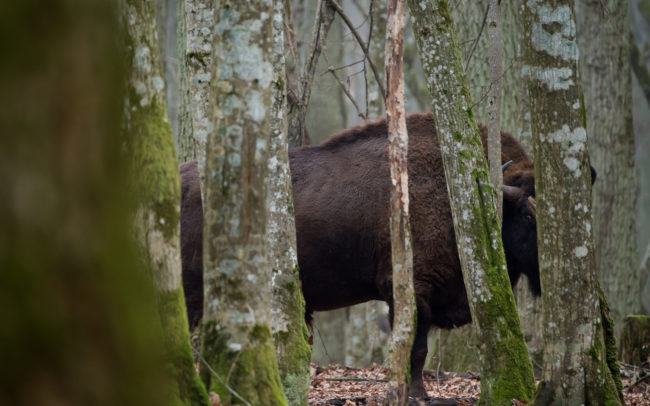 Frédéric-Demeuse-Wildlife-photographer-wildife-european-bison-Bialowieza-forest