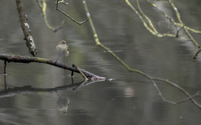 Frédéric-Demeuse-forest-photography-Foret-de-Soignes-Mars-Belgique Bird photography wildlife photographer