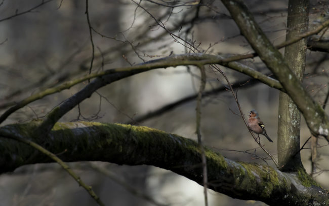 Frédéric-Demeuse-forest-photography-Foret-de-Soignes-Mars-Belgique Bird photography wildlife photographer