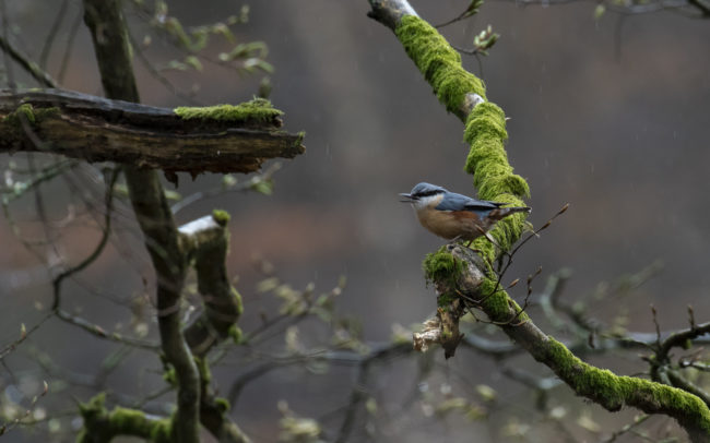 Frédéric-Demeuse-forest-photography-Foret-de-Soignes-Mars-Belgique Bird photography wildlife photographer