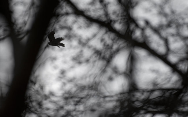 Frédéric-Demeuse-forest-photography-Autour-des-palombes-Foret-de-Soignes-Mars-Belgique