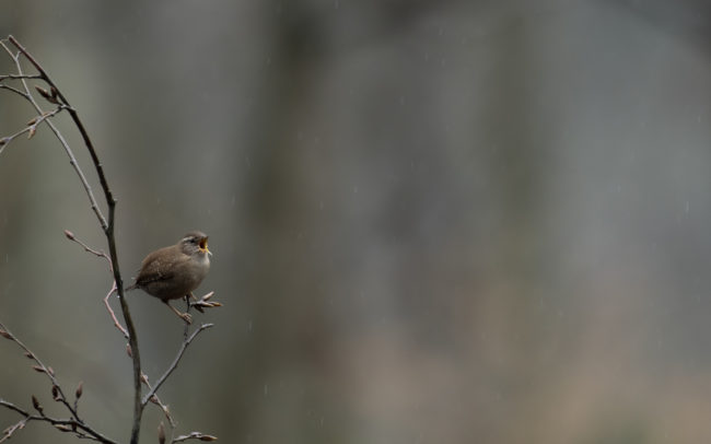 Frédéric-Demeuse-forest-photography-Foret-de-Soignes-Mars-Belgique Bird photography wildlife photographer