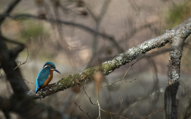 Frédéric-Demeuse-forest-photography-Foret-de-Soignes-Mars-Belgique Bird photography wildlife photographer