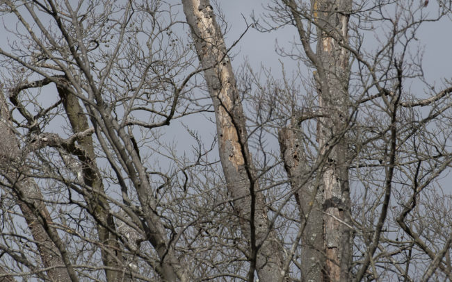 Frédéric-Demeuse-forest-photography-Foret-de-Soignes-Mars-Belgique Bird photography wildlife photographer
