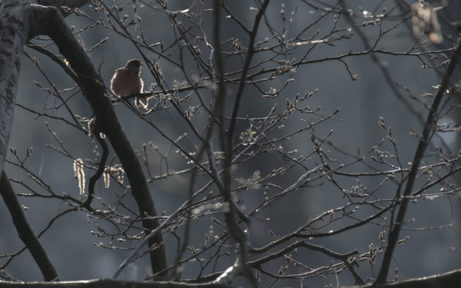 Frédéric-Demeuse-forest-photography-foret-de-soignes-pic-epeiche-wildlife-bird-photography