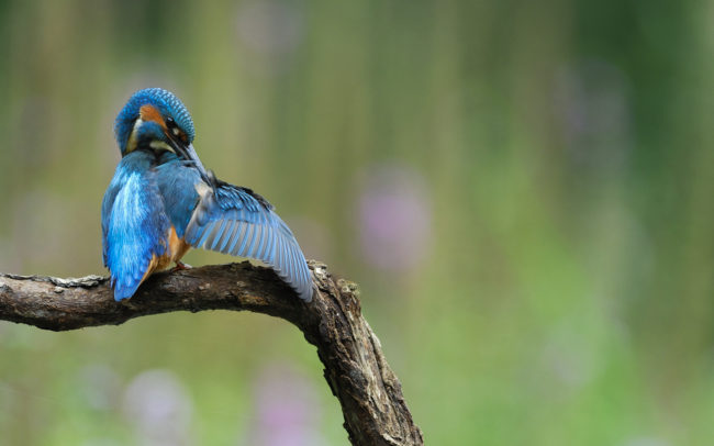 Frédéric-Demeuse-photography-kingfisher