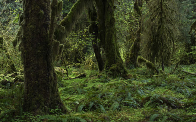 Frédéric-Demeuse-photography-temperate-rainforest
