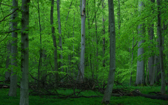 frederic-demeuse-forest-nature-photography-sonian-forest_unesco-8