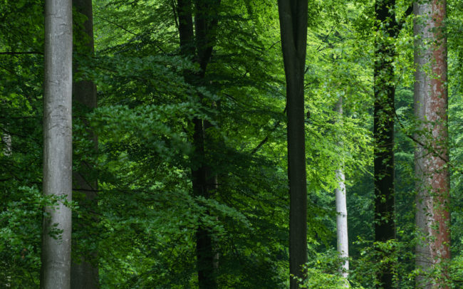 Frédéric-Demeuse-forest-photography-Sonian-forest-Foret-de-Soignes-Buzzard