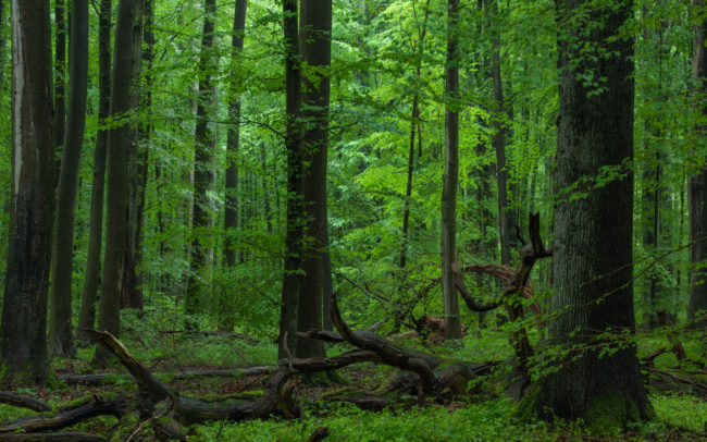 Frédéric-Demeuse-forest-photography-Sonian-forest-Foret-de-Soignes-Unesco