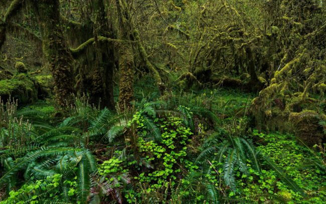 Frédéric-Demeuse-forest-photography-nature-photographer-Temperate-rainforest-pacific-northwest