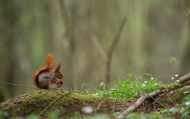 Frédéric-Demeuse-forest-wildlife-photography-Bialowieza-forest-Poland