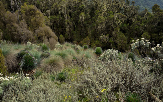 Frédéric-Demeuse-photography-Rwenzori-mountains-forgotten-places-forest-photographer