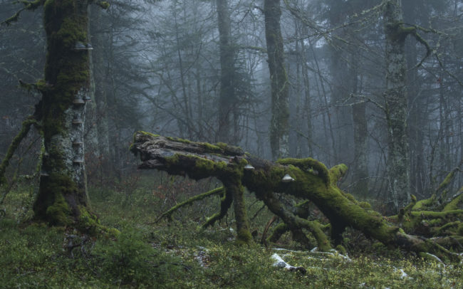 Frédéric-Demeuse-photography-forêts-primaires-forgotten-places-forest-photographer-13