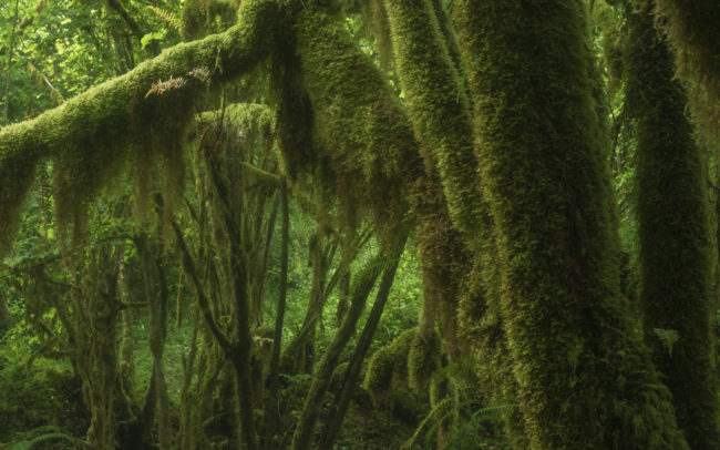 Frédéric-Demeuse-photography-forêts-primaires-forgotten-places-forest-photographer-5 copie