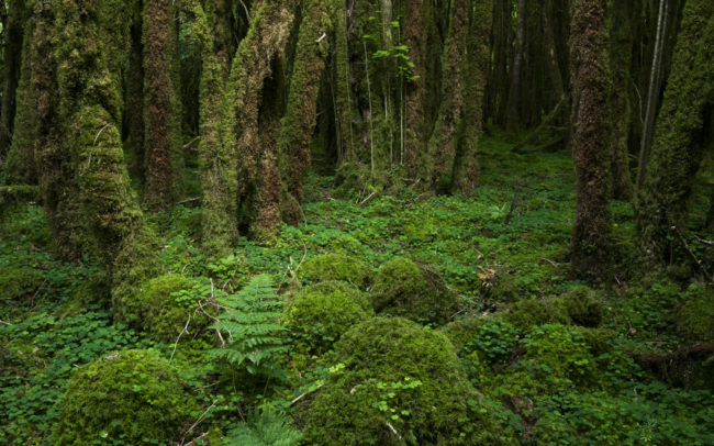Frédéric-Demeuse-photography-forêts-primaires-forgotten-places-forest-photographer copie 3