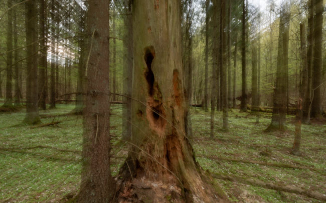 Frédéric-Demeuse-Bialowieza-forest-Bielorussia