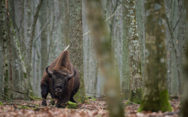Frédéric-Demeuse-Bialowieza-forest-wildlife-photographer-Poland-12