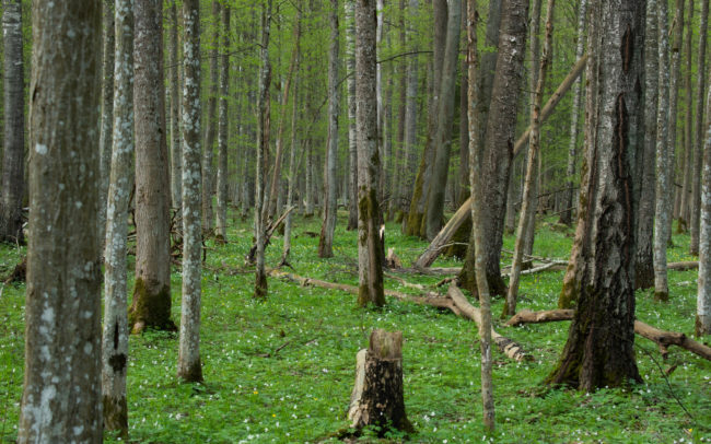 Frédéric-Demeuse-Bialowieza-forest-wildlife-photographer-Poland-3 copie