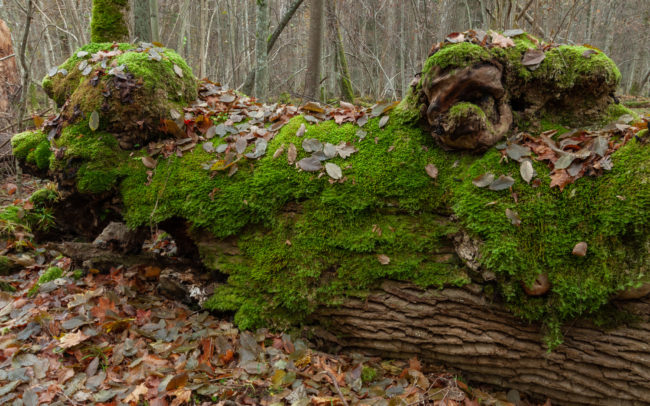 Frédéric-Demeuse-Bialowieza-forest-wildlife-photographer-Poland-4