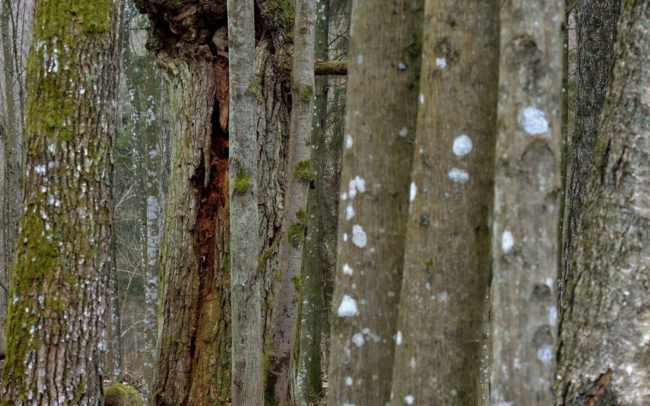 Frédéric-Demeuse-Bialowieza-forest-wildlife-photographer-Poland copie 4