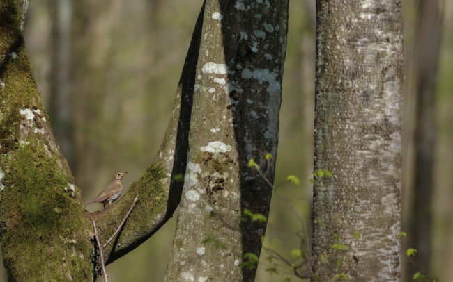 Frédéric-Demeuse-Bialowieza-forest-wildlife-photographer-Turdus-philomelos