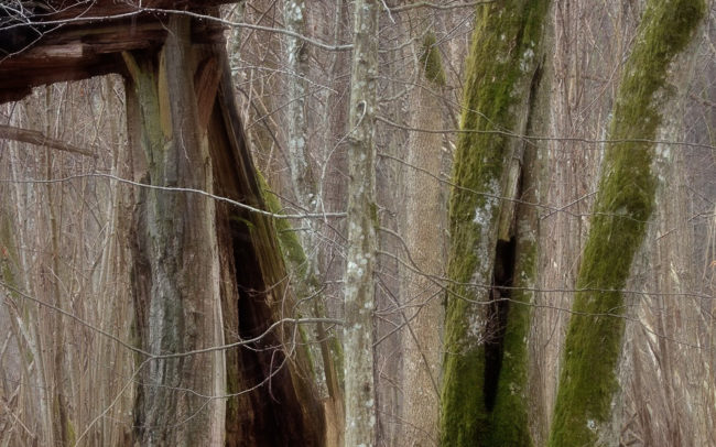 Frédéric-Demeuse-Bialowieza-forest-wildlife-photographer-old-oak