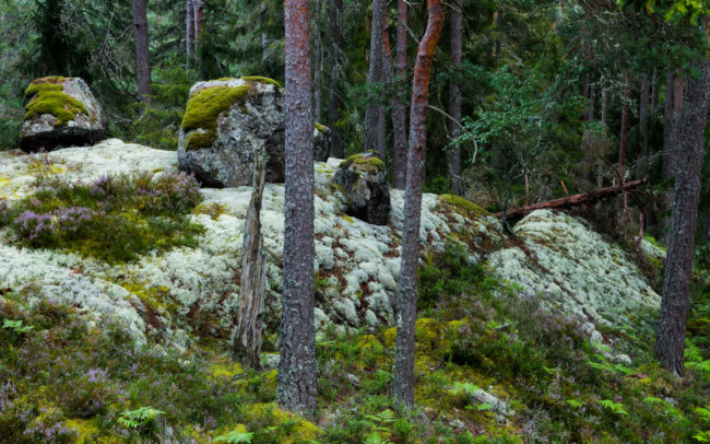 Frédéric-Demeuse-Forets-primaires-forest-photography-Sweden