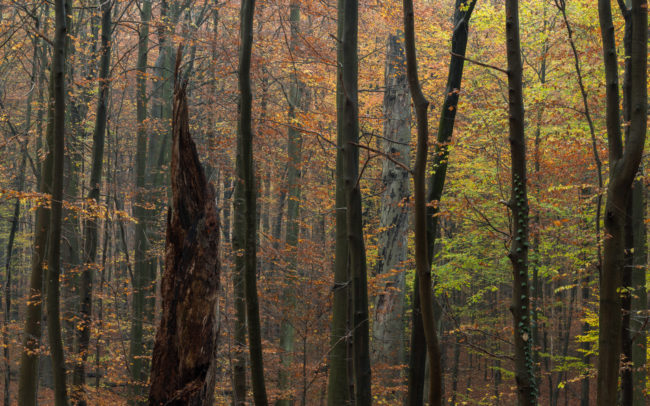 Frédéric-Demeuse-Sonian-forest-foret-de-soignes-Belgique-3