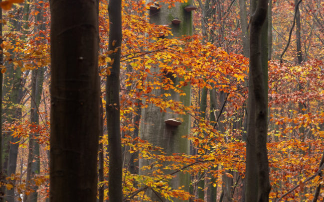 Frédéric-Demeuse-Sonian-forest-foret-de-soignes-Belgique-5