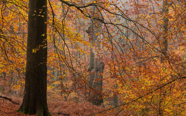 Frédéric-Demeuse-Sonian-forest-foret-de-soignes-Belgique-Unesco-site-Autumn