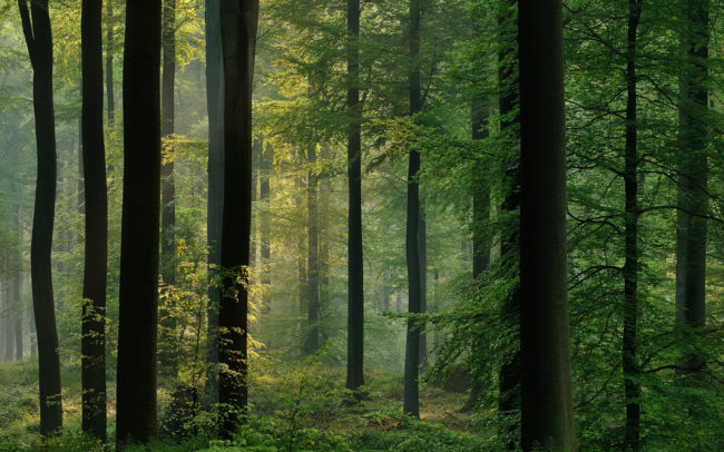 Frédéric-Demeuse-foret-de-soignes-Sonian-Forest-3