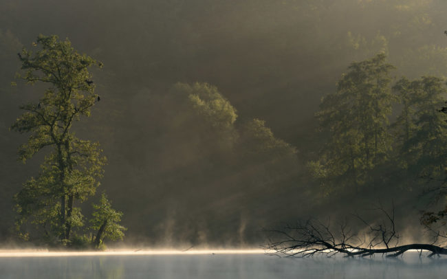 Frédéric-Demeuse-foret-de-soignes-Sonian-Forest-Unesco