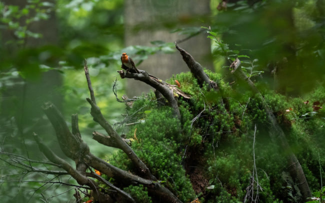 Frédéric-Demeuse-foret-de-soignes-Sonian-Forest-Unesco