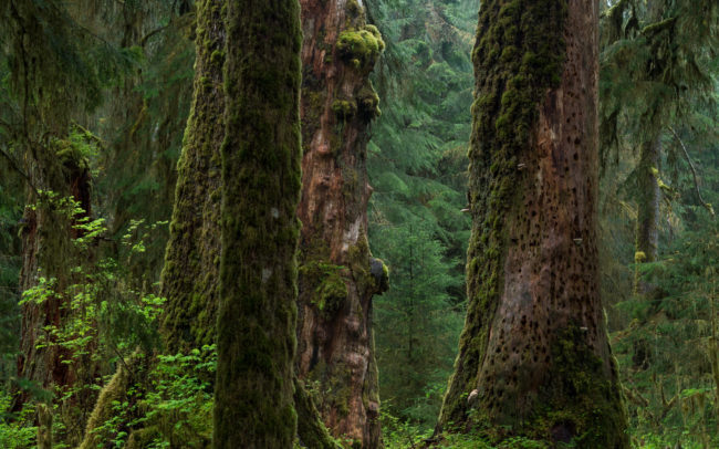 Frédéric-Demeuse--forgotten-places-forest-photographer-2 copie 2