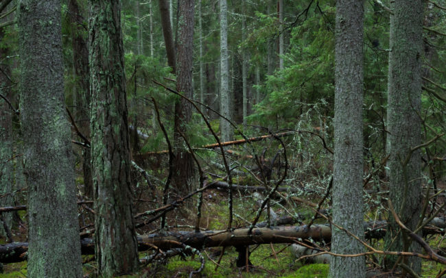 Frédéric-Demeuse--forgotten-places-forest-photographer-8