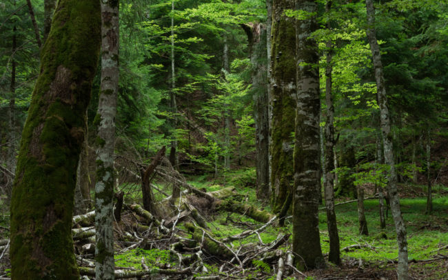Frédéric-Demeuse--forgotten-places-forest-photographer-9