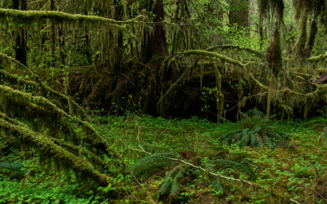 Frédéric-Demeuse-forgotten-places-forest-photographer-rainforest-2